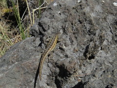 Sceloporus bicanthalis
