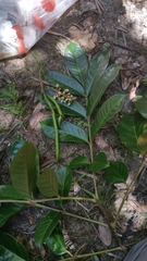 Colea
