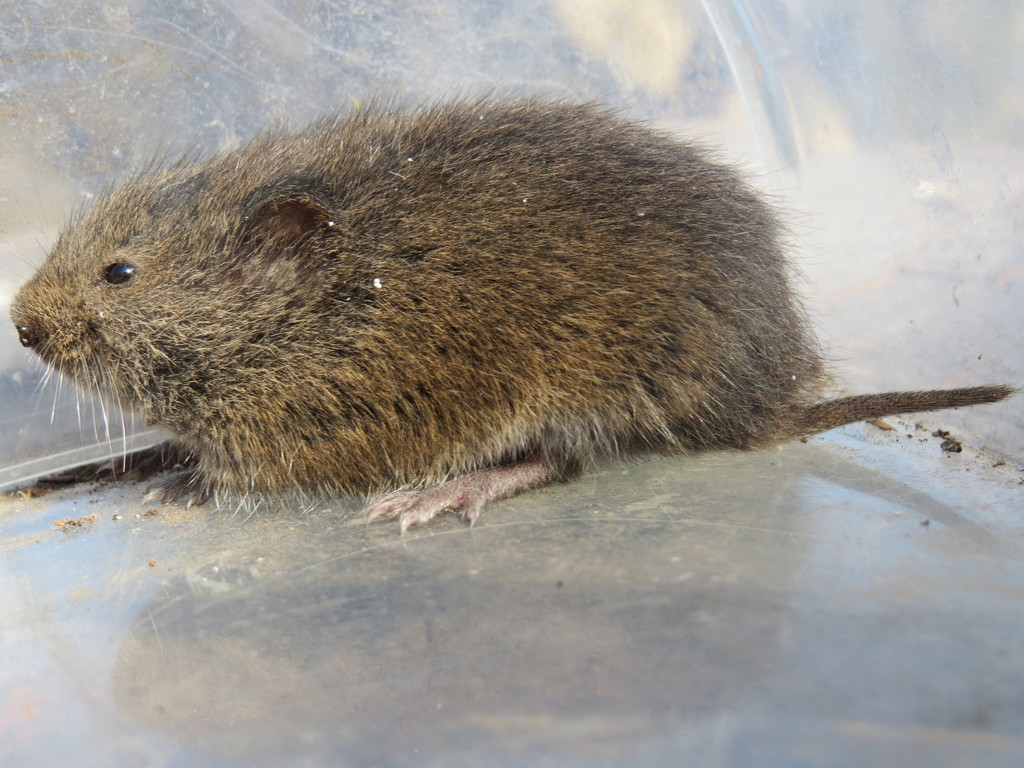 Mexican Vole