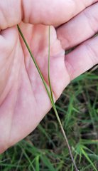 Cyperaceae