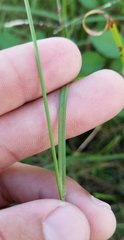 Cyperaceae