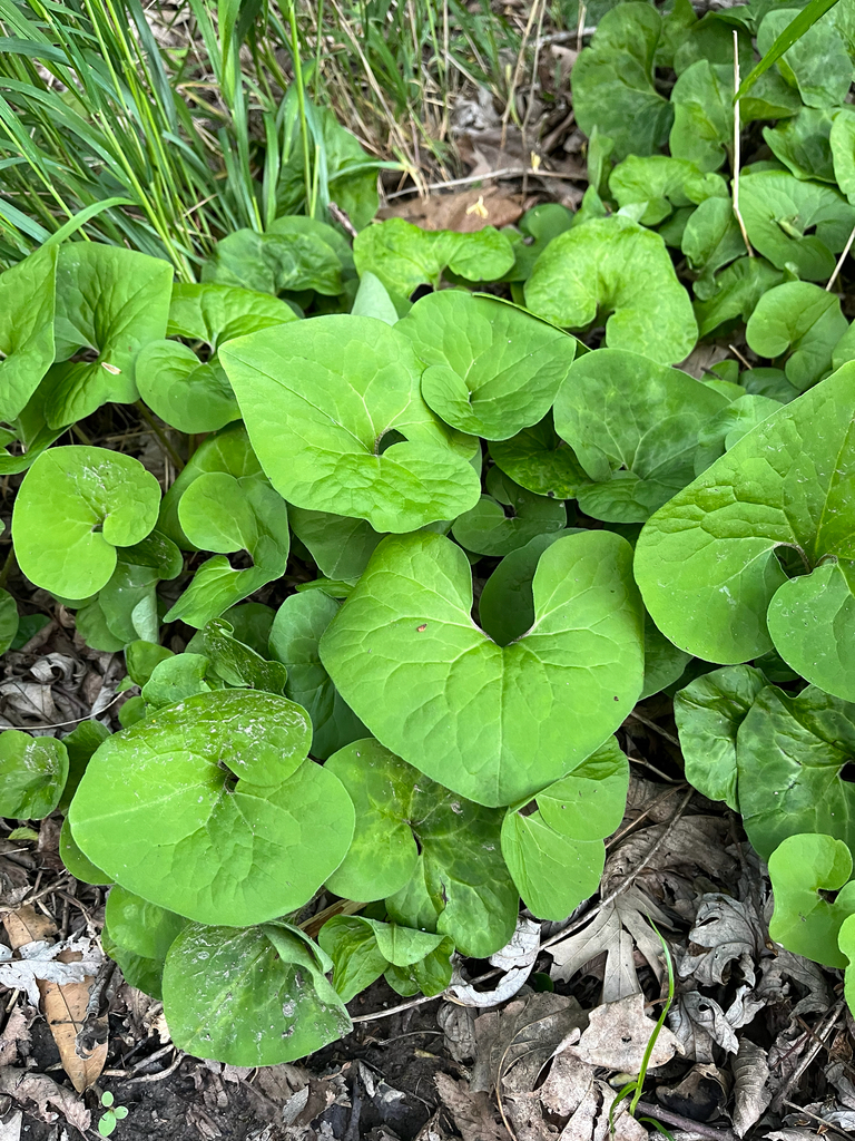Reflexed Wild Ginger from Little Blue Trace Trail, Independence, MO, US ...