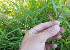 Setaria