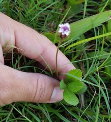 Phyla nodiflora
