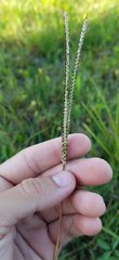 Poaceae