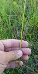 Poaceae