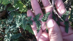 Myriopteris chipinquensis