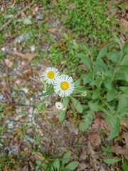 Erigeron philadelphicus philadelphicus