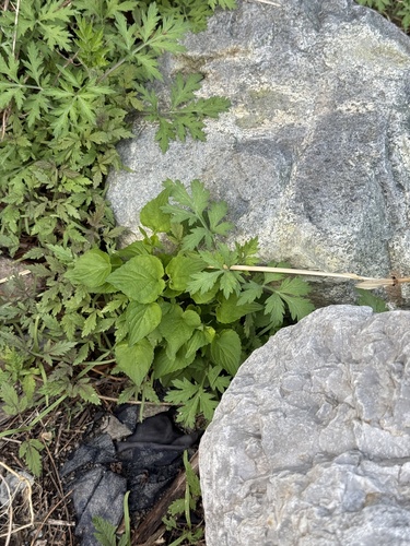 Viola acuminata iNat (2)
