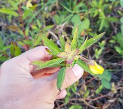 Ludwigia octovalvis