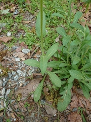 Erigeron philadelphicus philadelphicus