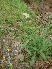 Erigeron philadelphicus philadelphicus