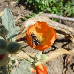 Calliopsis subalpina