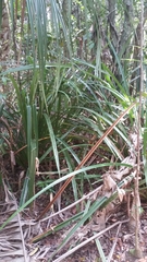 Pandanus longistylus