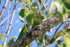 Brotogeris jugularis