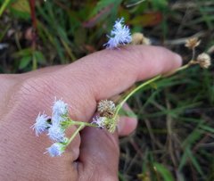 Eupatorieae
