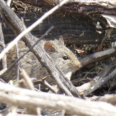 Sigmodon arizonae