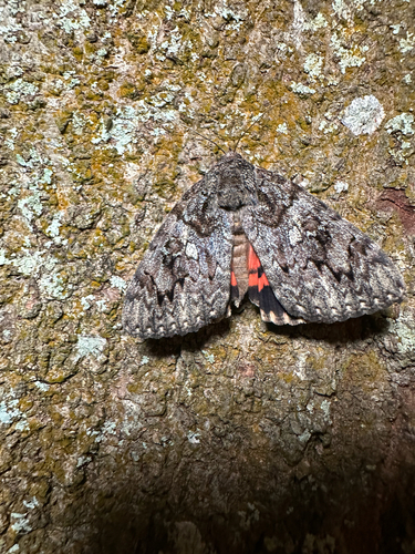 Ilia underwing