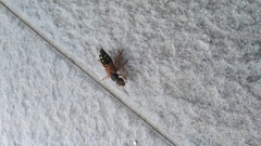 Staphylinus dimidiaticornis