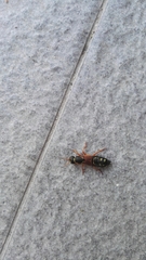 Staphylinus dimidiaticornis