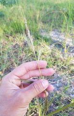 Poaceae