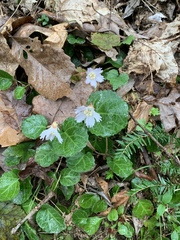 Shortia galacifolia