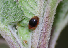 Rhyzobius litura