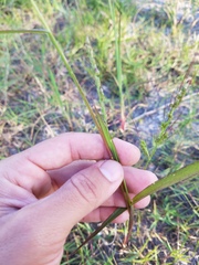 Poaceae