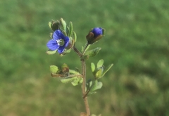 Veronica triphyllos