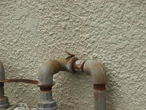 Dark-waisted Paper Wasp