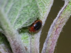Rhyzobius litura