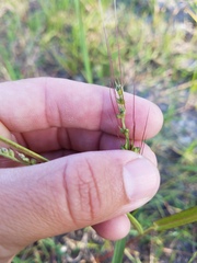 Poaceae