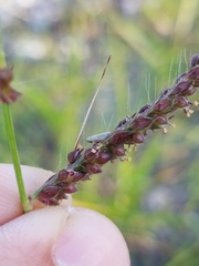 Poaceae