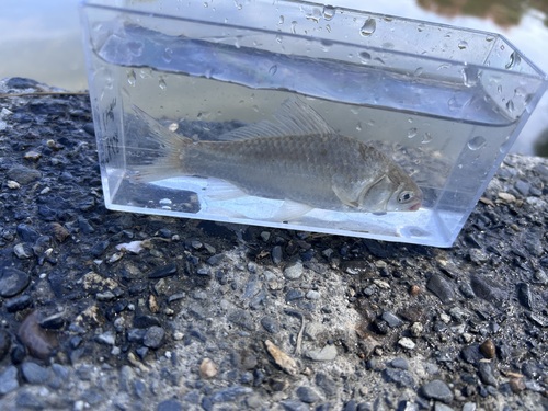 Japanese silver crucian carp (Carassius langsdorfii) — Cyprinidae — 4