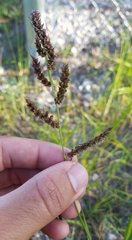 Poaceae