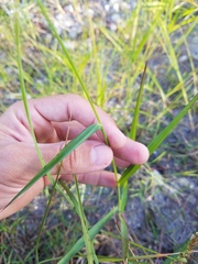 Poaceae