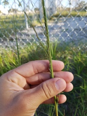 Poaceae