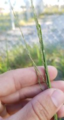Poaceae