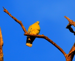 Treron phoenicopterus