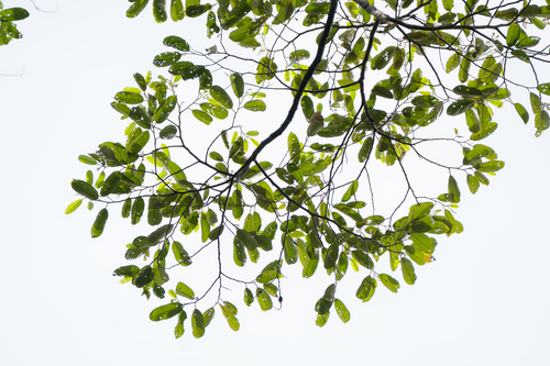 Shorea leprosula observed 2026-04-10