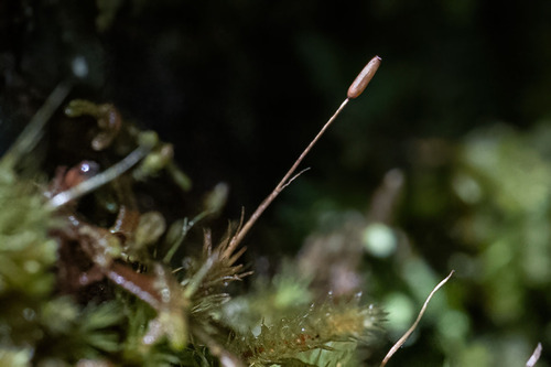 Holomitrium perichaetiale observed 2026-04-09