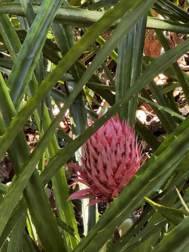 False Pineapple