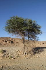 Vachellia tortilis raddiana