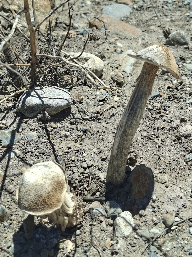 Battarrea phalloides · March 2026 · photo: © emycelium_ (iNaturalist, CC)