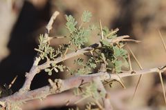 Vachellia tortilis raddiana