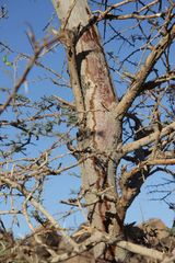 Vachellia tortilis raddiana