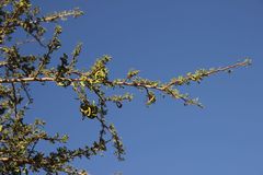 Vachellia tortilis raddiana