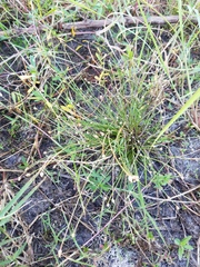 Eleocharis geniculata