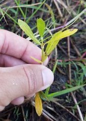 Magnoliopsida