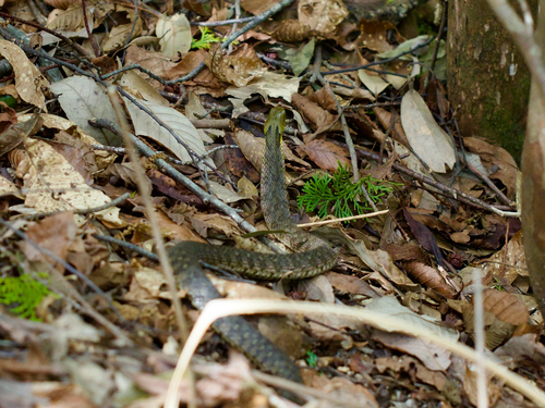 Tiger Keelback